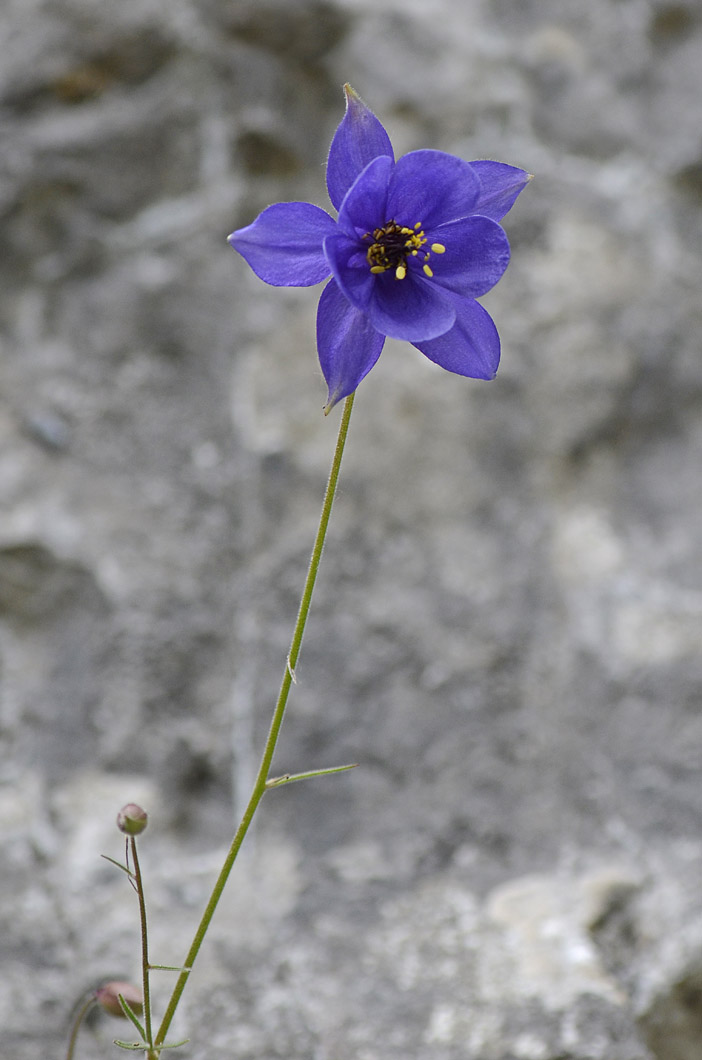 Aquilegia einseleana / Aquilegia di Einsele